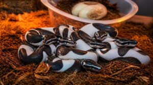 pied × pied pied × pied
