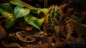 plants to avoid in ball python enclosures plants to avoid in ball python enclosures