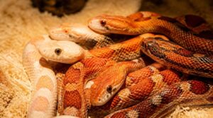polygenic color and pattern traits polygenic color and pattern traits