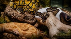 popular ball python morph pictures popular ball python morph pictures