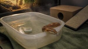 prepare a safe snake soaking tub prepare a safe snake soaking tub