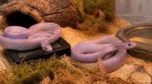 prepare healthy lavender breeding pairs prepare healthy lavender breeding pairs