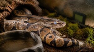 recognizing incomplete shedding recognizing incomplete shedding
