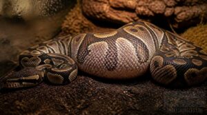 respond to possible snake impaction respond to possible snake impaction