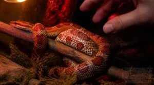 risks of handling a snake too soon risks of handling a snake too soon