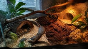safe substrates, hides, and enrichment safe substrates, hides, and enrichment