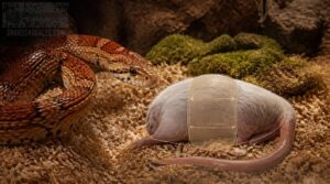 signs feeder mice are too large signs feeder mice are too large