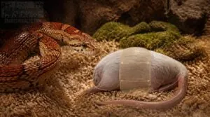 signs feeder mice are too large signs feeder mice are too large