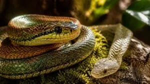 signs of complete shedding signs of complete shedding