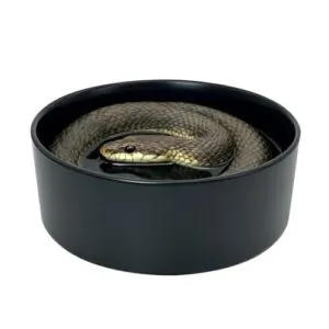 Snake Bathing Pool, Snake Water B0G1MP6PJ4