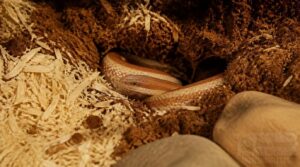 substrate and burrowing options substrate and burrowing options