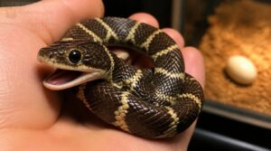 teeth, venom, and safety teeth, venom, and safety