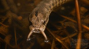 tentacled snake sensory organs tentacled snake sensory organs