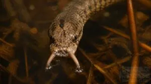 tentacled snake sensory organs tentacled snake sensory organs