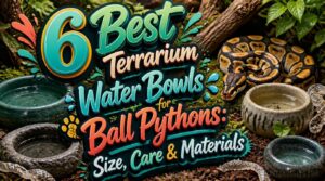 terrarium water bowls for ball pythons terrarium water bowls for ball pythons