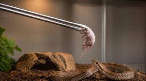 use long feeding tongs use long feeding tongs