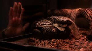 wait after feeding or shedding wait after feeding or shedding