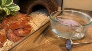warming prey before feeding warming prey before feeding