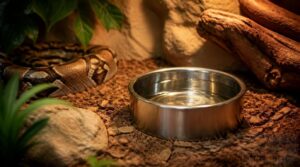 water bowl size and placement water bowl size and placement