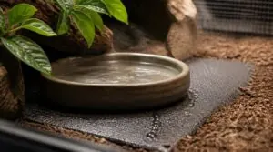 water dish areas water dish areas