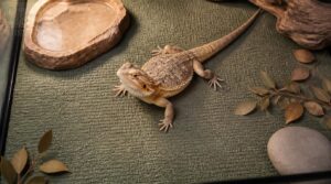 what are reptile substrate liners what are reptile substrate liners