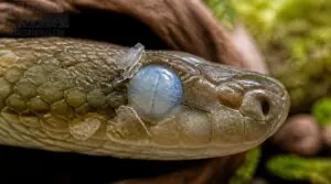 what cloudy eyes mean during snake shedding what cloudy eyes mean during snake shedding