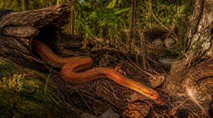 what do corn snakes eat in the wild what do corn snakes eat in the wild