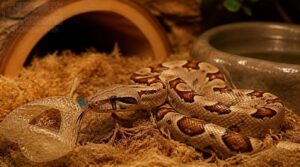 what do newborn boa constrictors look like what do newborn boa constrictors look like