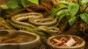 what do pet garter snakes eat what do pet garter snakes eat