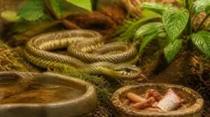 what do pet garter snakes eat what do pet garter snakes eat