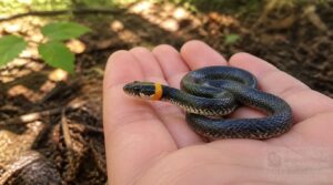 what happens if a ringneck snake bites what happens if a ringneck snake bites
