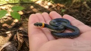 what happens if a ringneck snake bites what happens if a ringneck snake bites