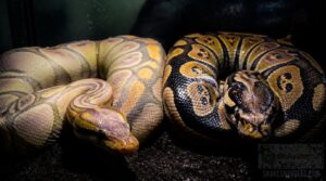 what is a super form ball python what is a super form ball python