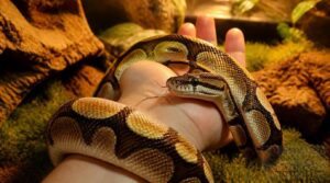 what makes a pet snake gentle what makes a pet snake gentle