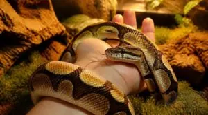 what makes a pet snake gentle what makes a pet snake gentle