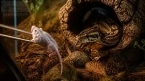 what signs show your snake is hungry what signs show your snake is hungry