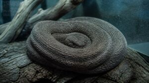 when coiling signals stress or illness when coiling signals stress or illness