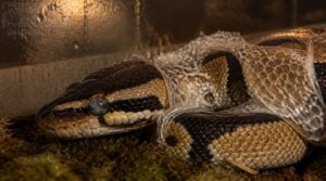 when do shedding problems need veterinary care when do shedding problems need veterinary care