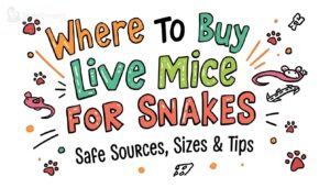 where to buy live mice for snakes where to buy live mice for snakes