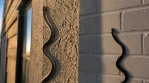 which wall surfaces can snakes climb which wall surfaces can snakes climb