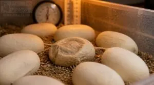why ball python eggs look deflated why ball python eggs look deflated