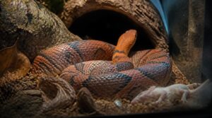 why corn snakes stop eating why corn snakes stop eating