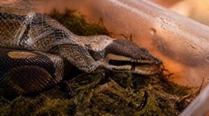 why humidity matters during snake shedding why humidity matters during snake shedding