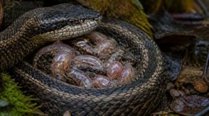 why some snakes give live birth why some snakes give live birth