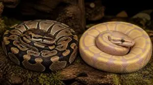 wild-type versus morph phenotypes wild-type versus morph phenotypes