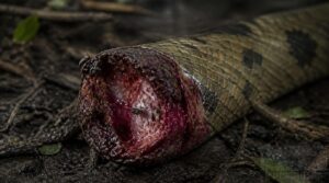 wound contamination and infection wound contamination and infection