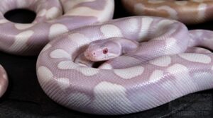 albino piebald combinations albino piebald combinations