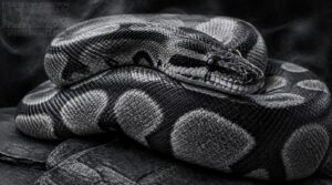 axanthic ball python: monochrome contrast axanthic ball python: monochrome contrast