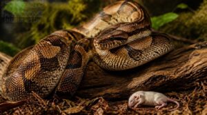 boa constrictor feeding schedule boa constrictor feeding schedule