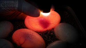 candle eggs for fertility candle eggs for fertility